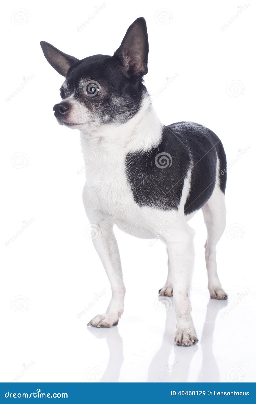 Черно-белый чихуахуа стоковое изображение. изображение насчитывающей собака  - 40460129