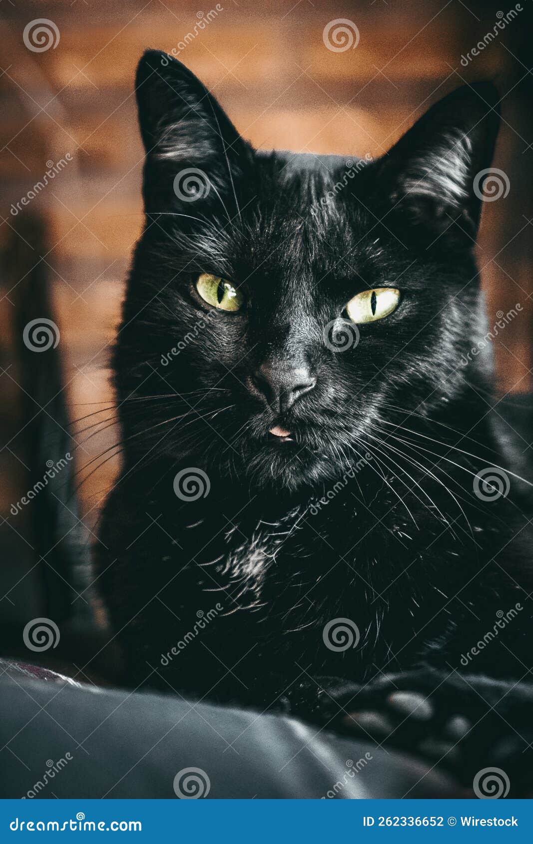 черные кошки зеленые глаза изображают язык и мудрецов Стоковое Фото -  изображение насчитывающей кот, зеленый: 262336652