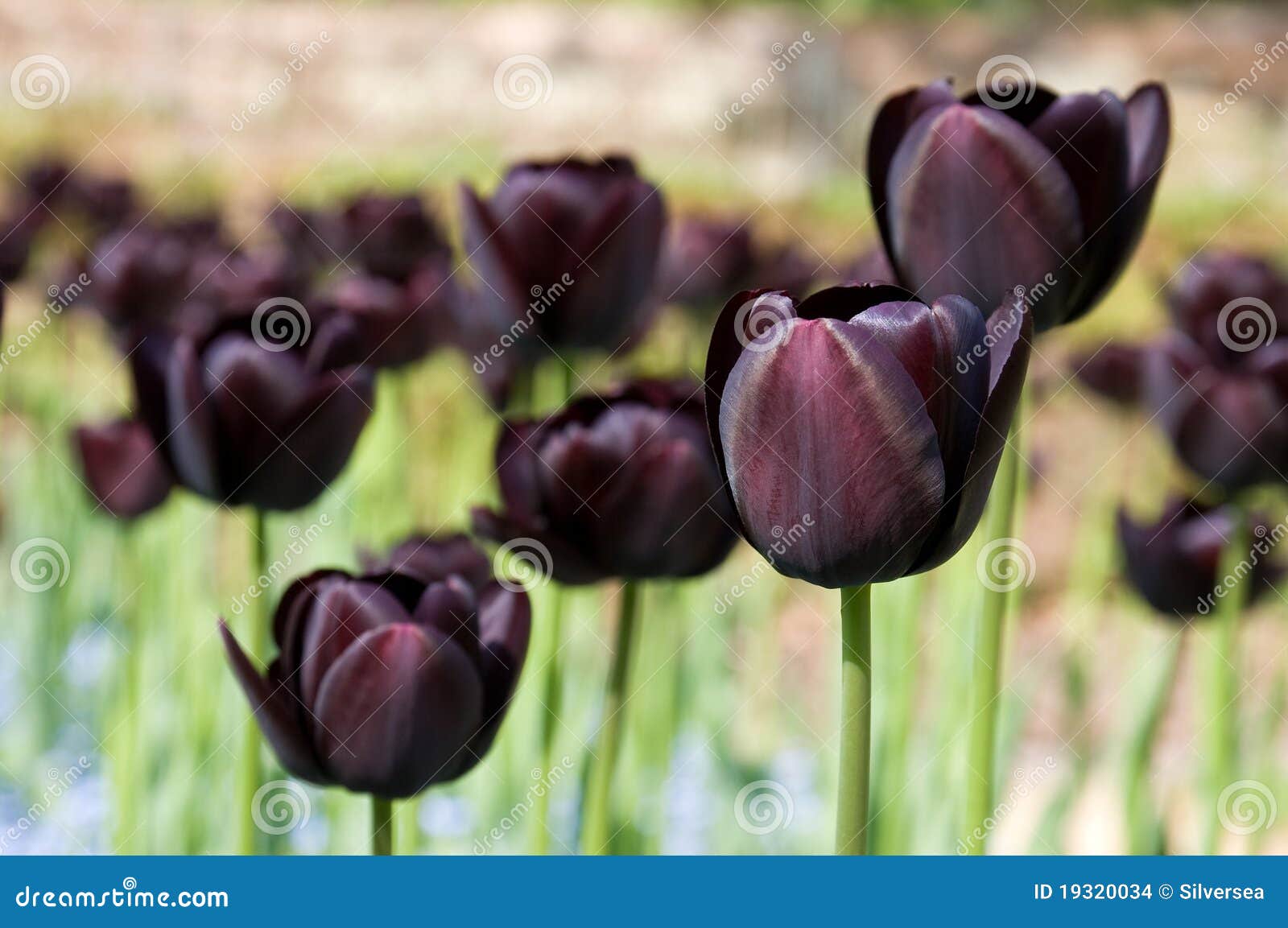 черные темные тюльпаны пурпура группы Стоковое Фото - изображение  насчитывающей лепестки, весна: 19320034
