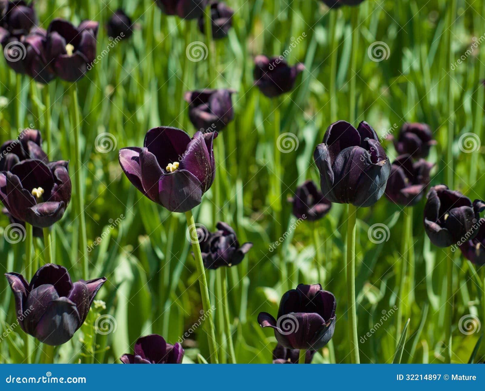Черные тюльпаны стоковое изображение. изображение насчитывающей день -  32214897