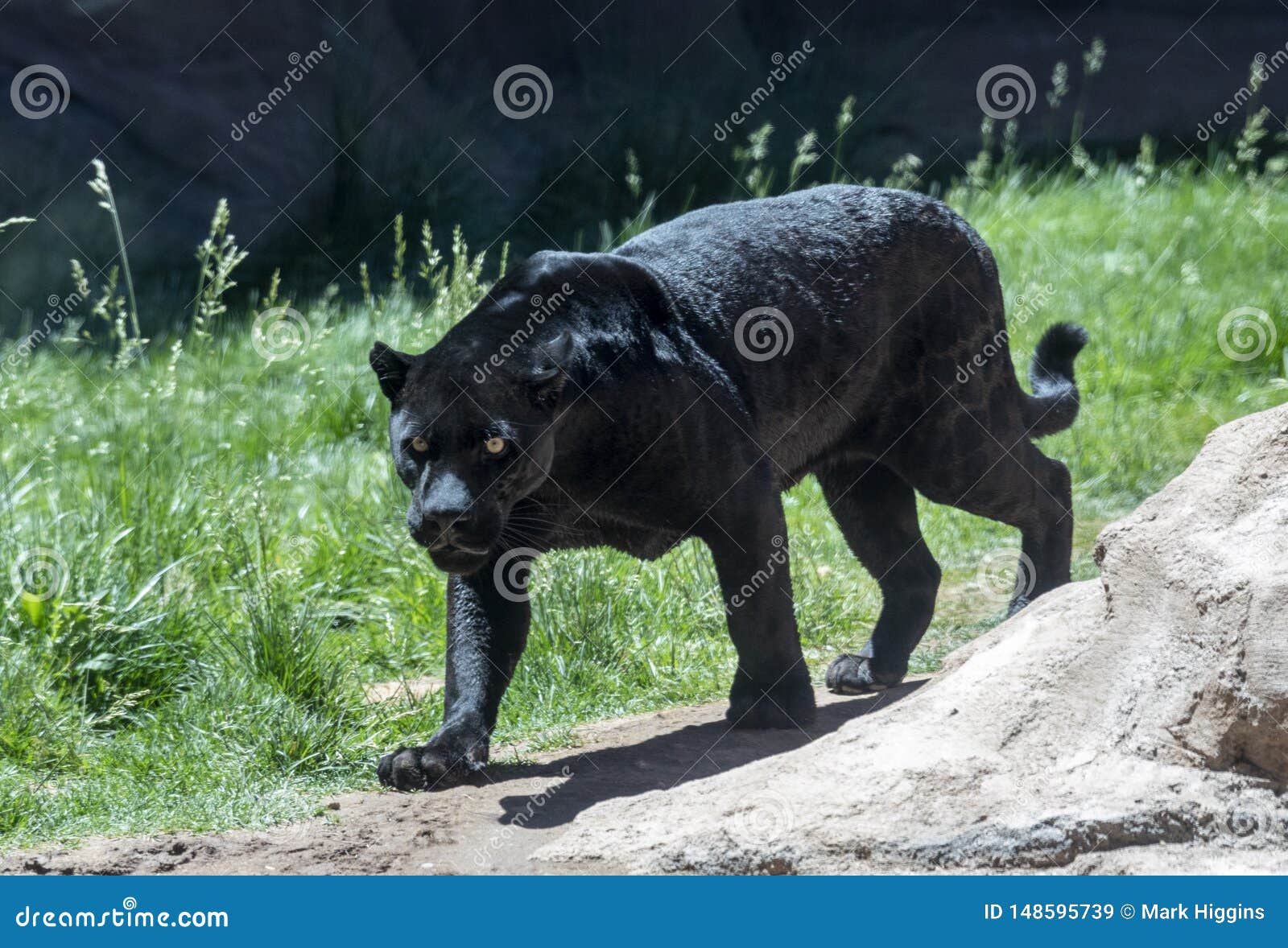 Черные ягуар или пантера стоковое изображение. изображение насчитывающей  ангстрома - 148595739