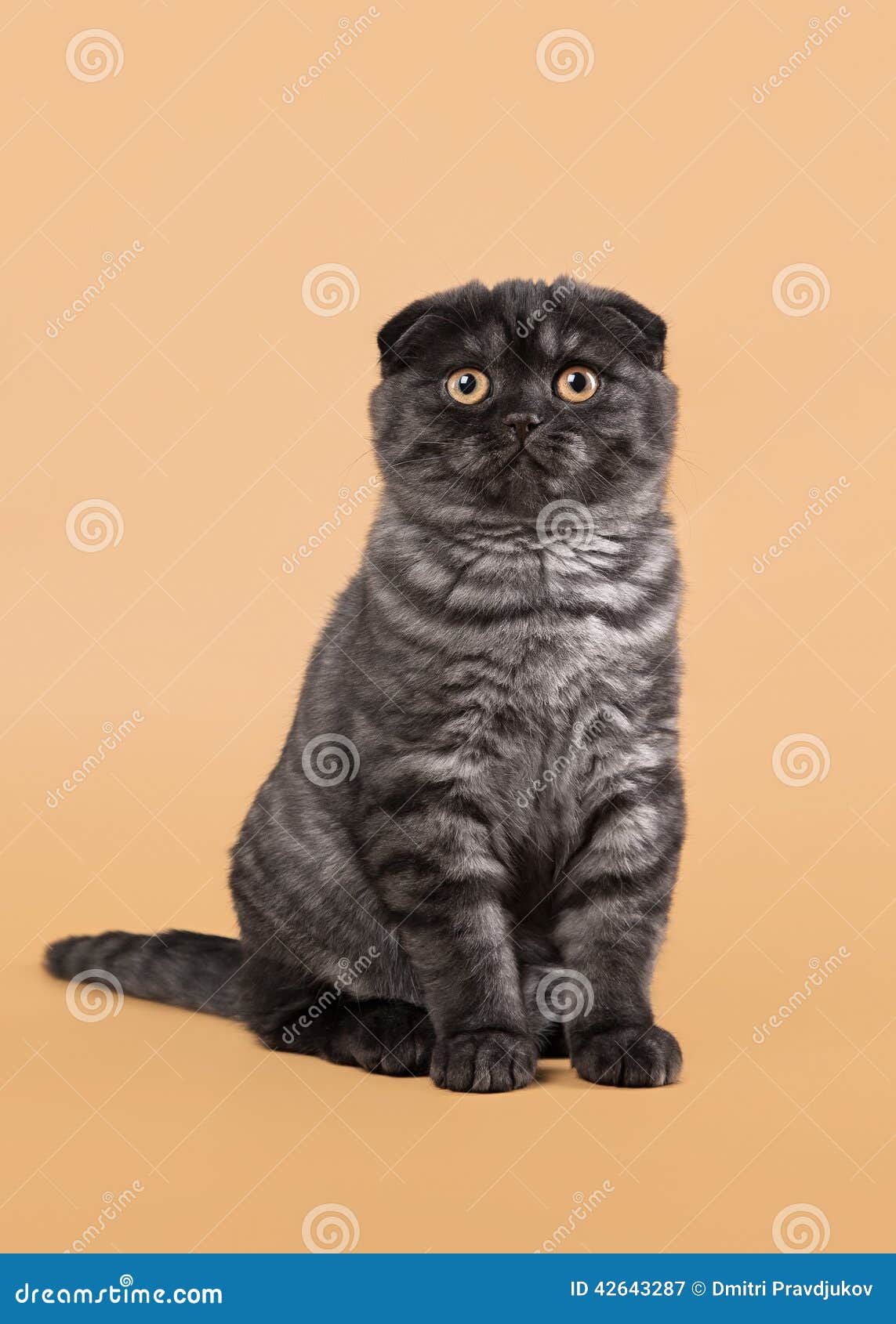 Шотландский вислоухий кот черный дым