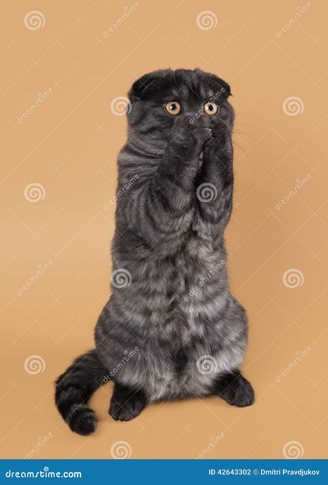 Шотландский вислоухий кот черный дым