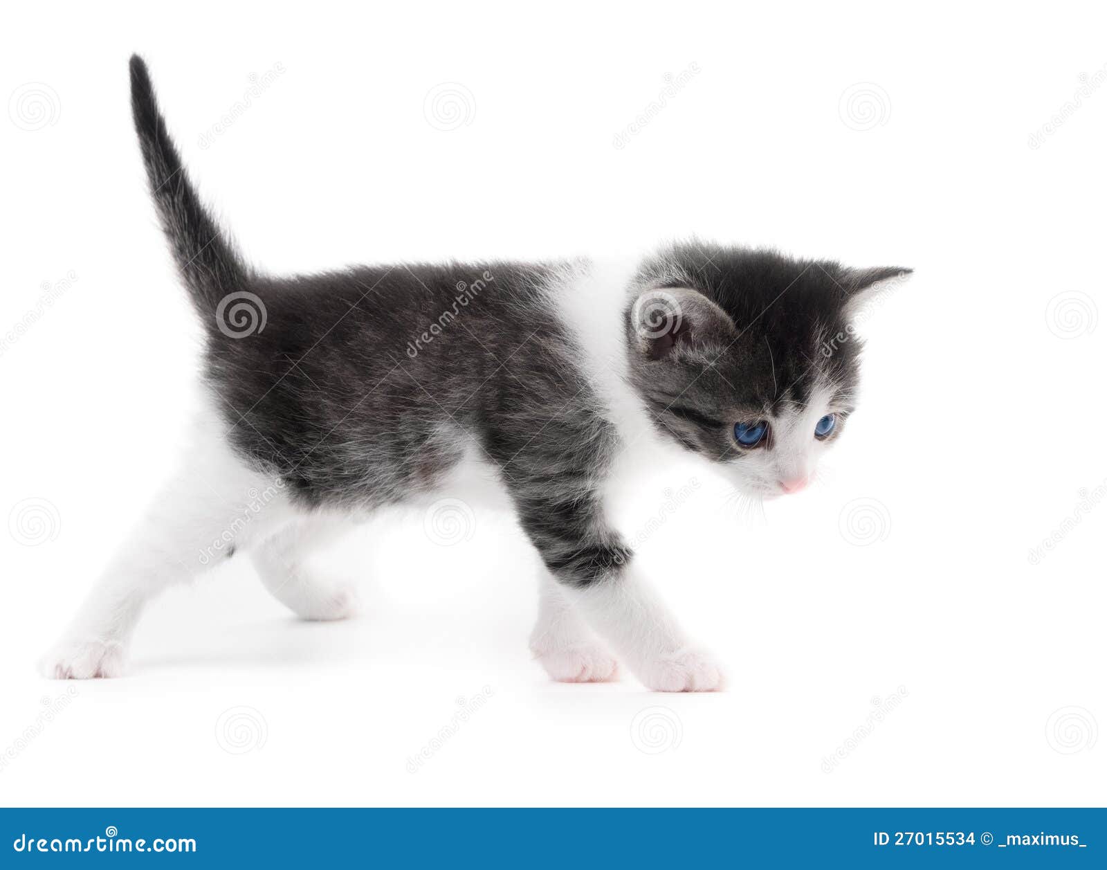 Белый котёнок на белом фоне