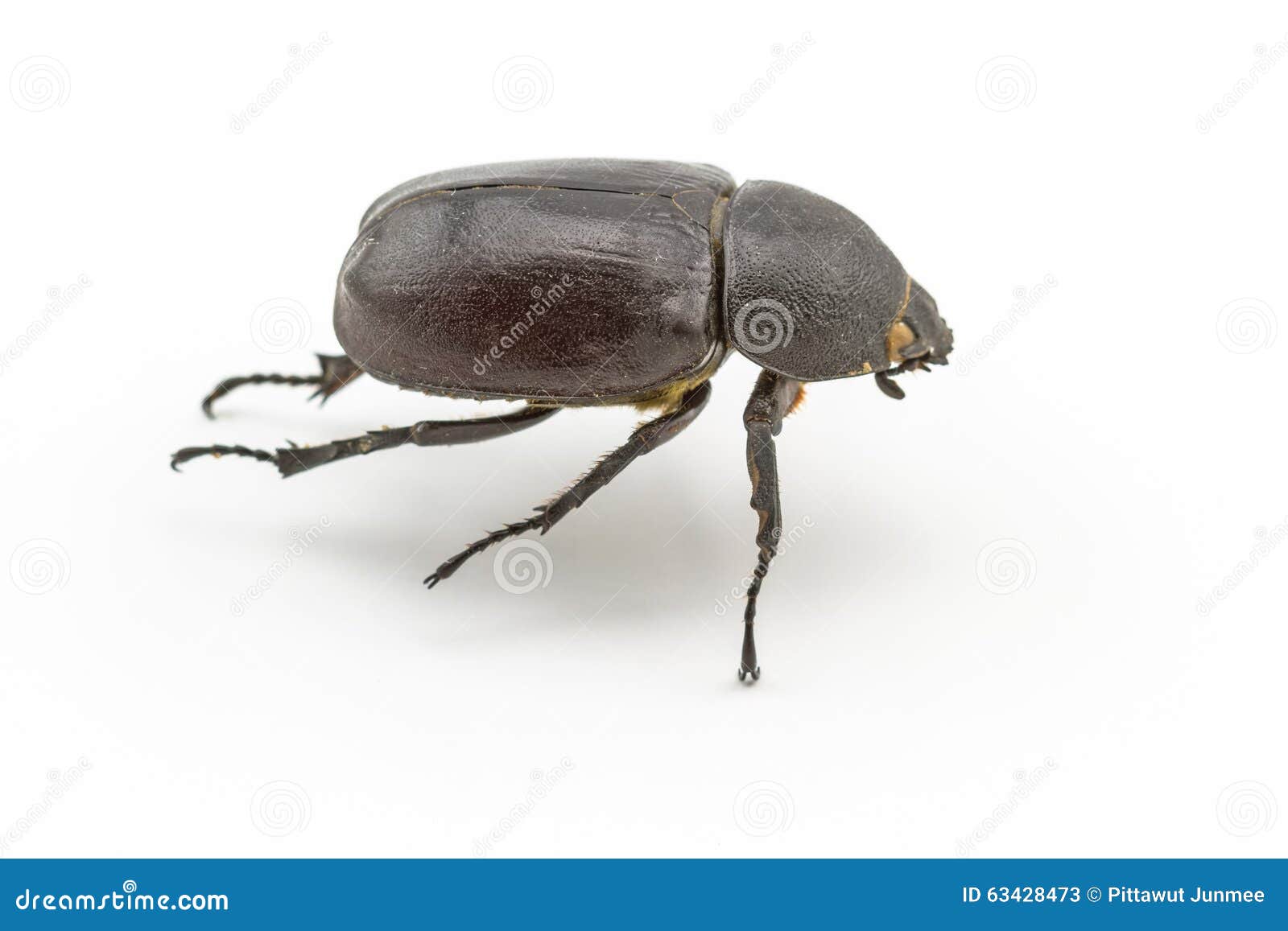 Черный жук, жук носорога, жук носорога, жук Геркулеса, U Стоковое  Изображение - изображение насчитывающей насекомое, лонгхорн: 63428473