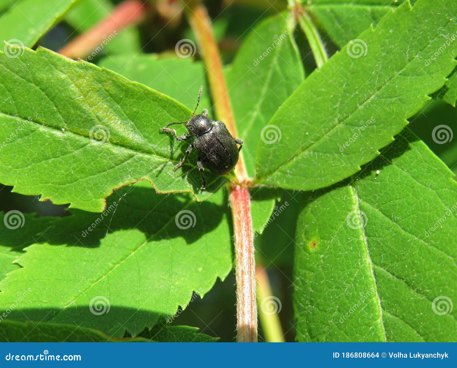 Черный жук на листьях рябины Стоковое Фото - изображение насчитывающей  рябина, мало: 186808664