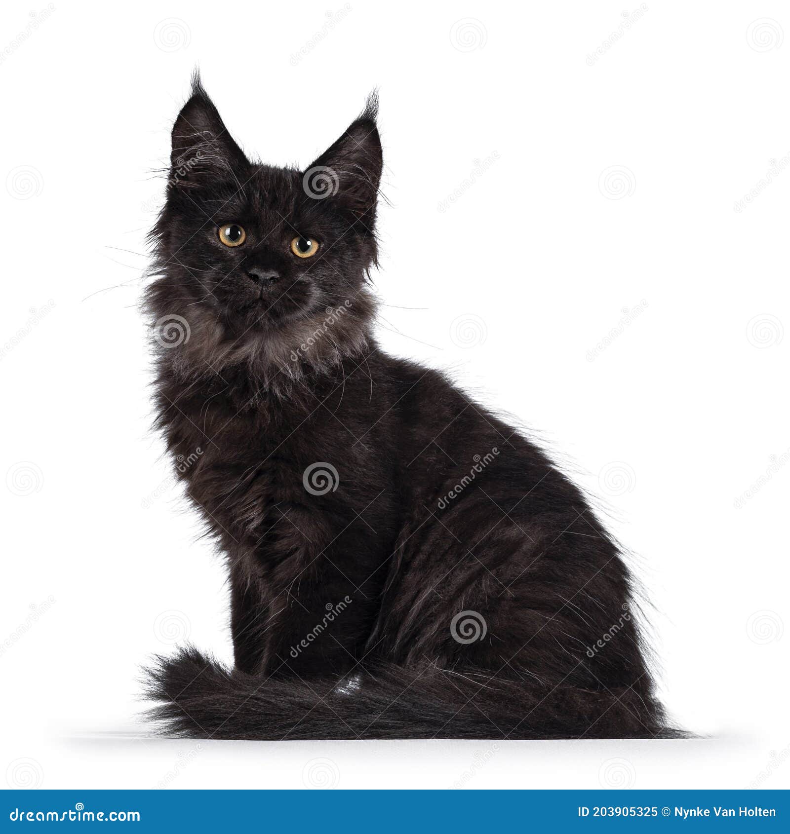 Кот черный дым