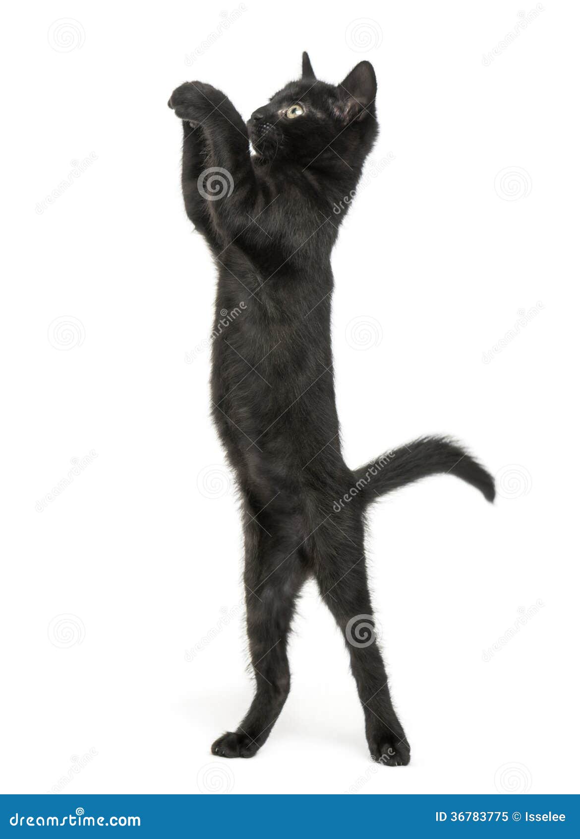 Кот тянется вверх