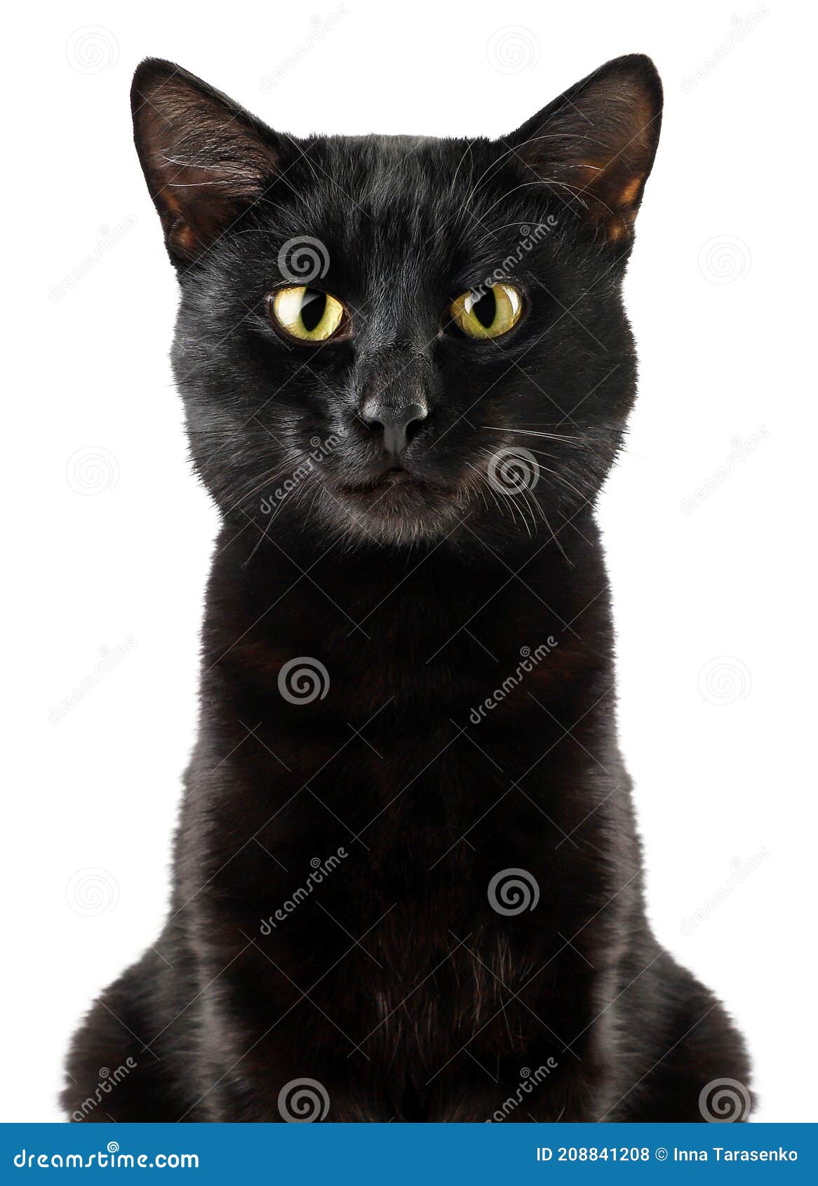 Черный кот сидит на белом фоне анфас. В изоляции Стоковое Фото -  изображение насчитывающей черный, головка: 208841208