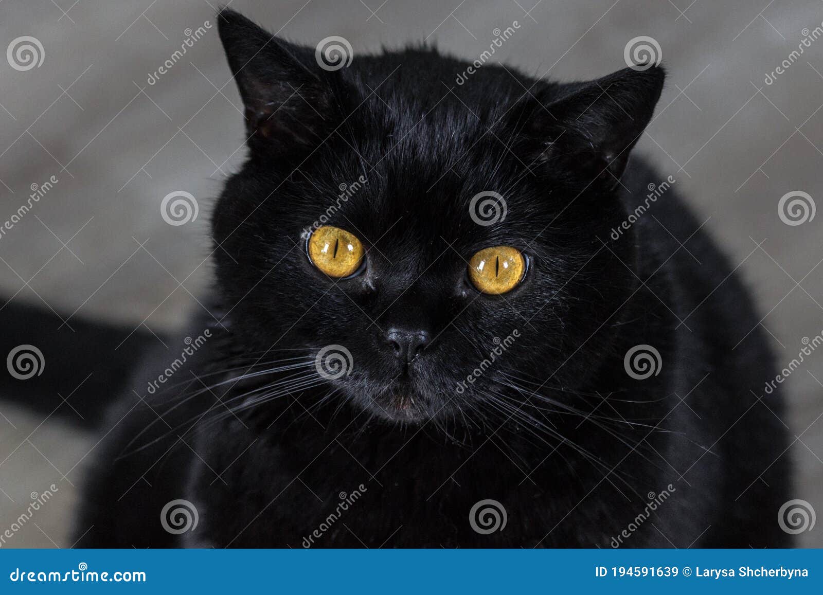 Черный Кот Шотландец Фото