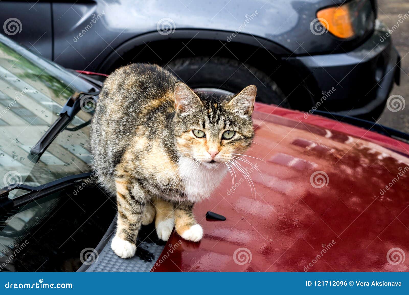 Кот на фоне бмв