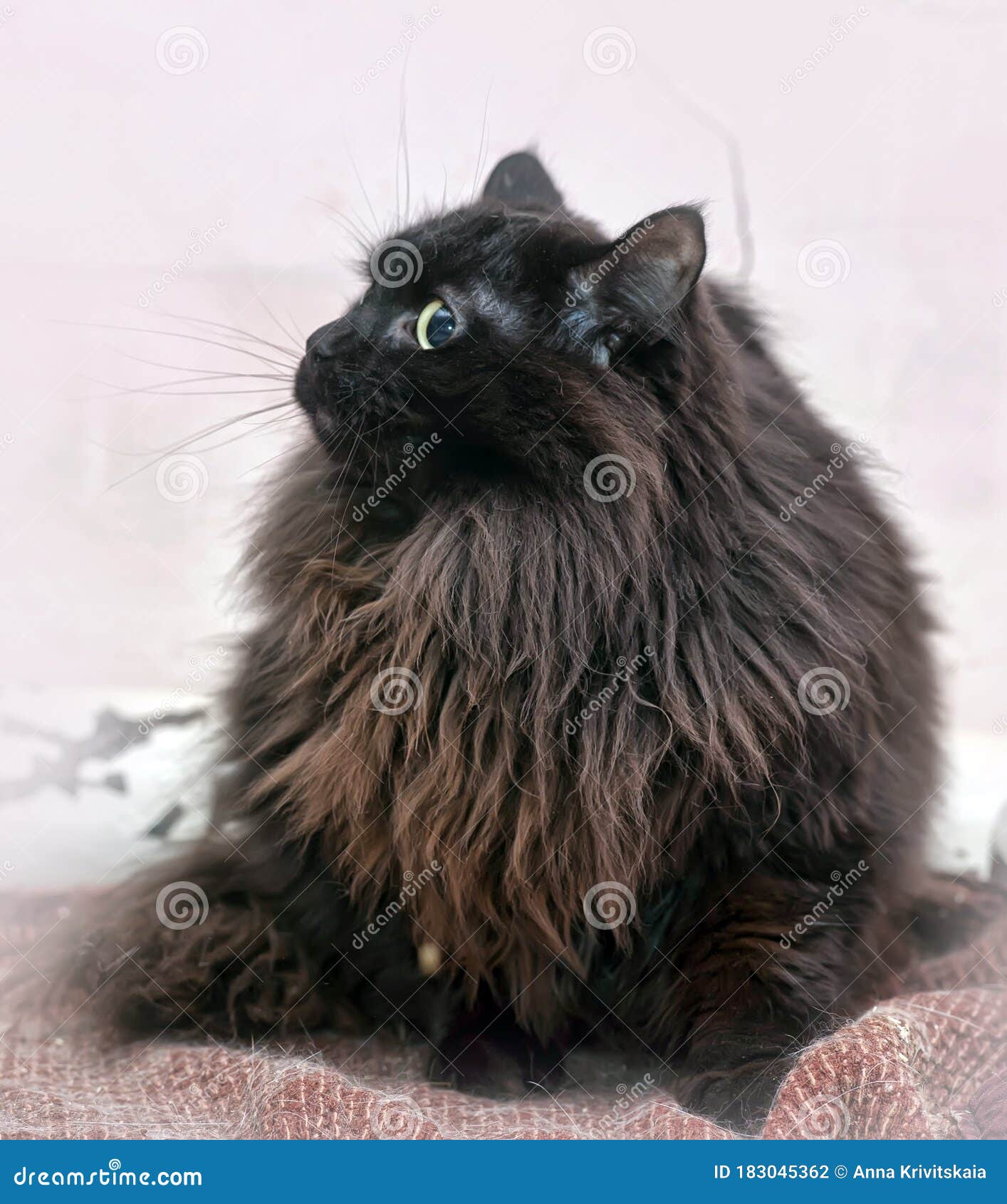 Черный пушистый сибирский кот Стоковое Фото - изображение насчитывающей  мило, посмотрите: 183045362