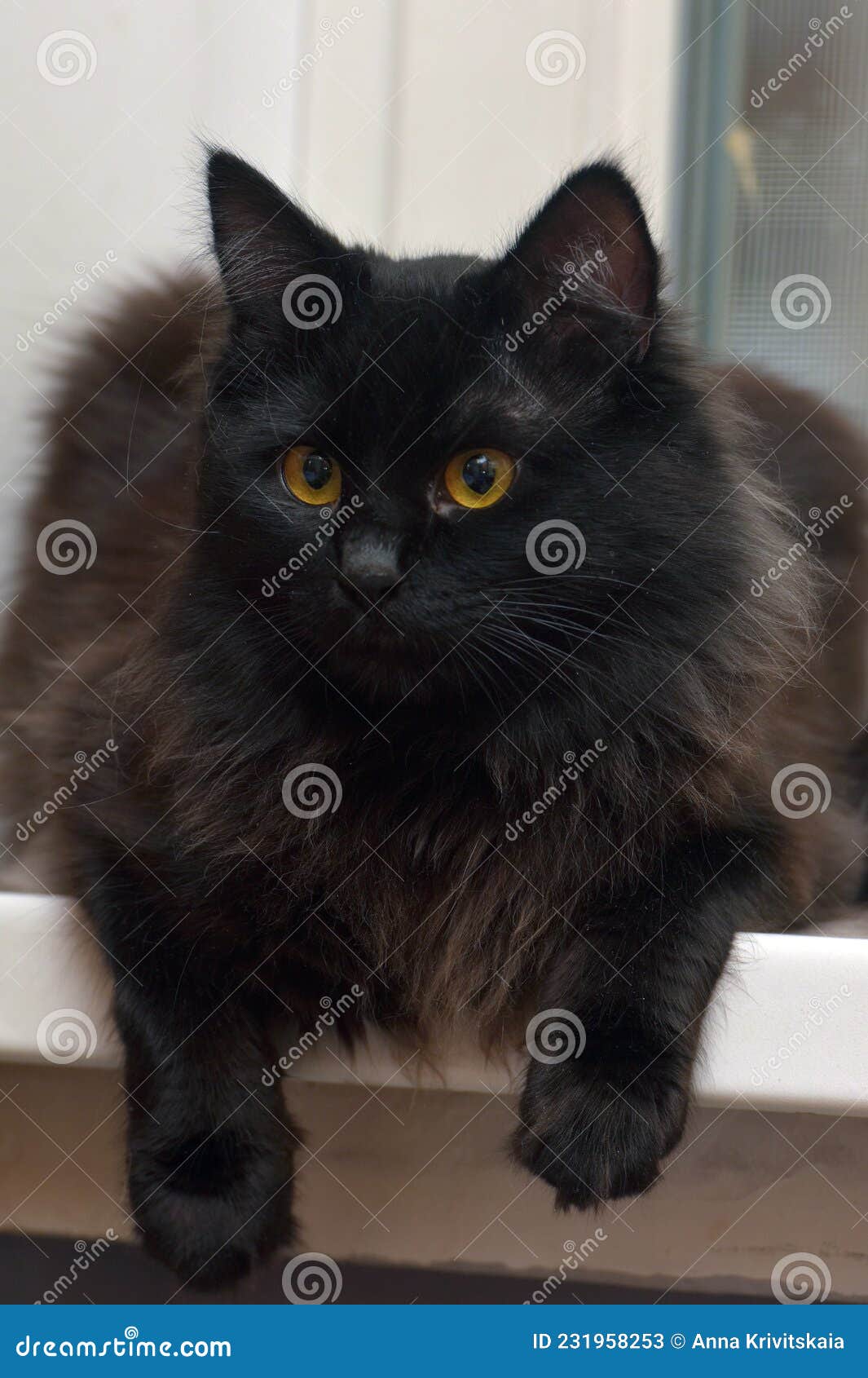 Сибирский черный кот