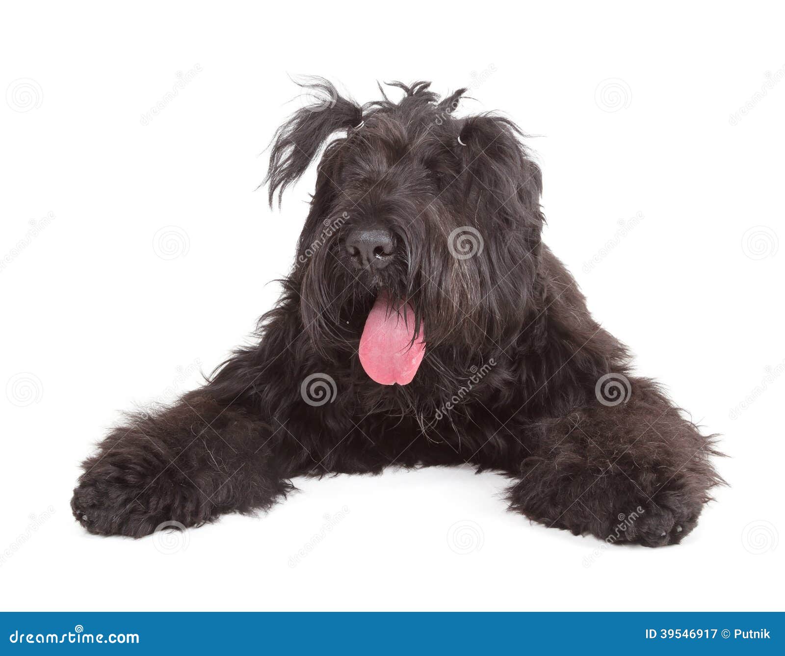 Черный русский терьер (ЯРКИЙ или собака Сталина) Стоковое Изображение -  изображение насчитывающей фронт, собака: 39546917