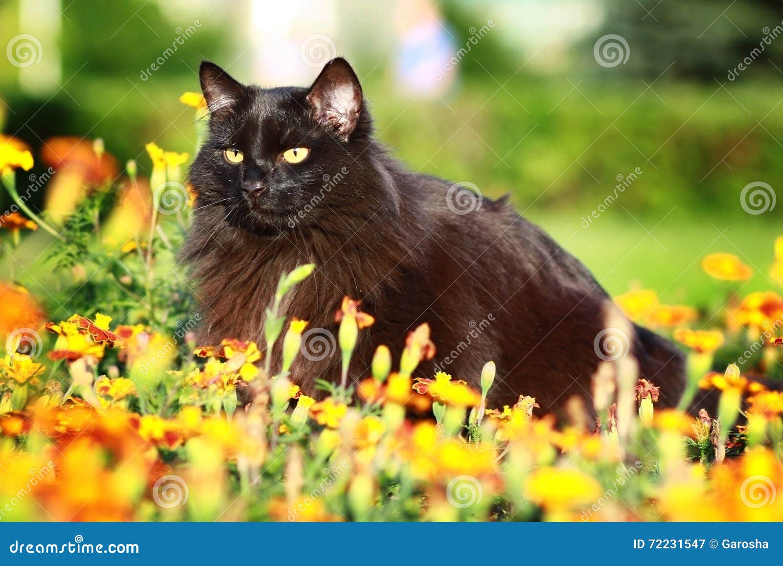 Черный сибирский кот в лете Стоковое Изображение - изображение  насчитывающей глаза, шерсть: 72231547