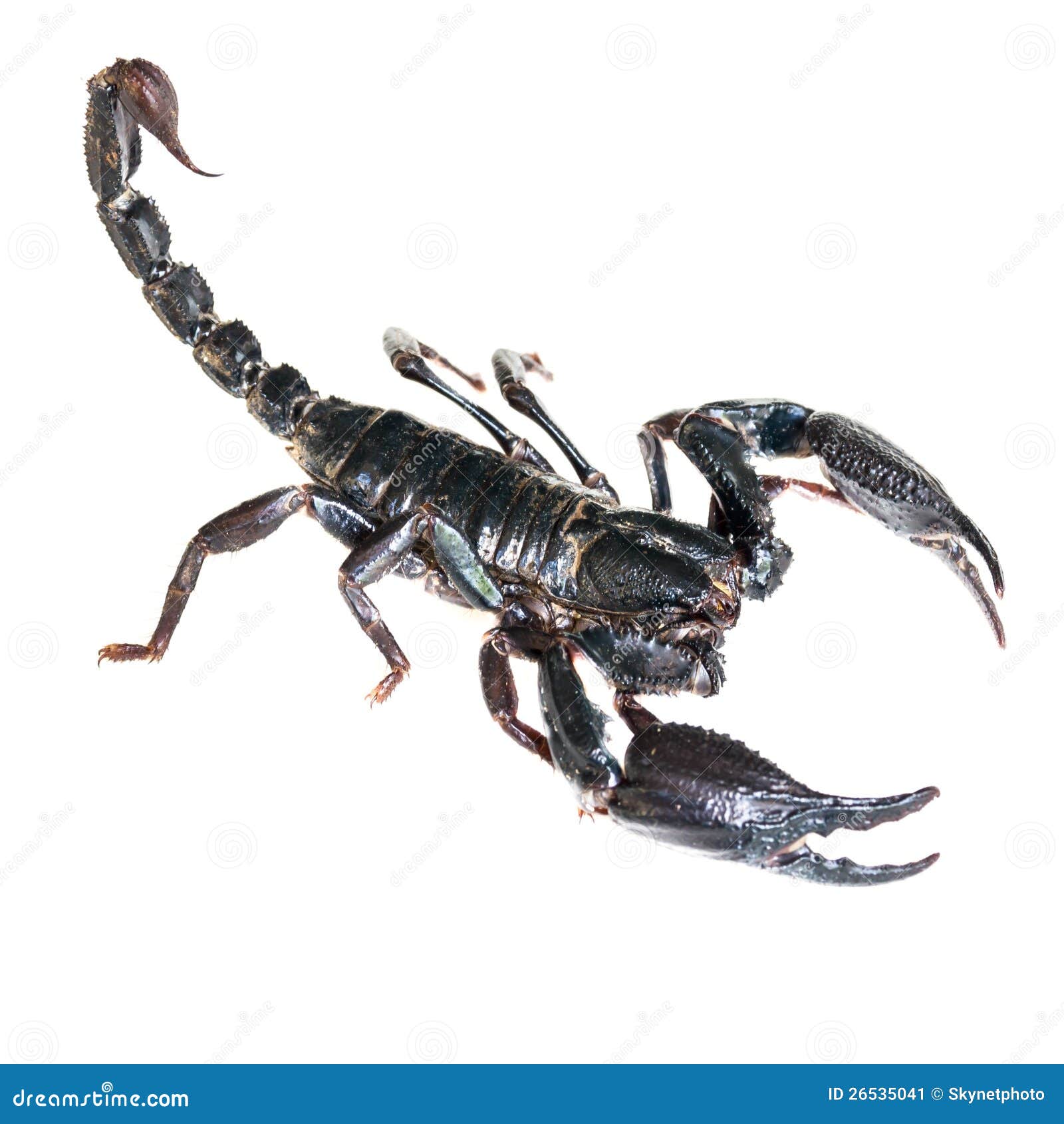 Красивый скорпион