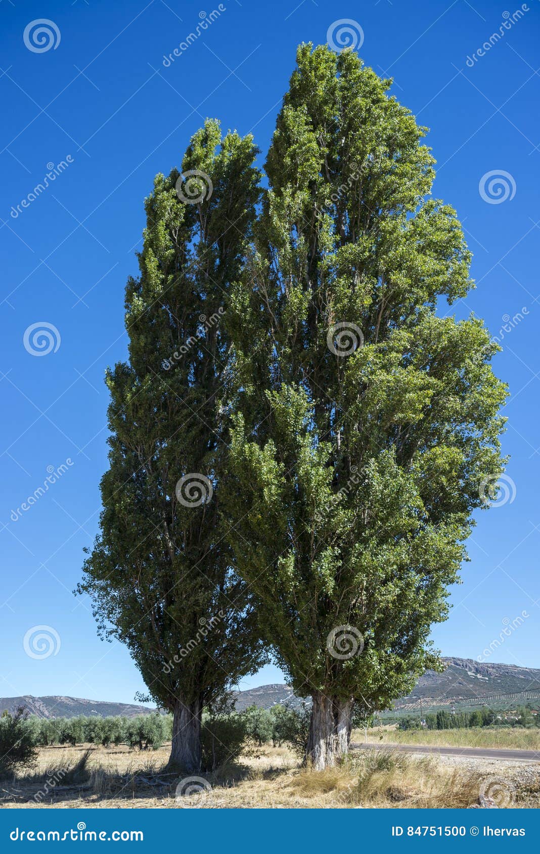 Гудели черные тополя и хотя. Populus nigra var. Italica. Тополь черный(Populus nigra) семена. Аптечный Тополь черный осокорь. Черный Тополь Геката.