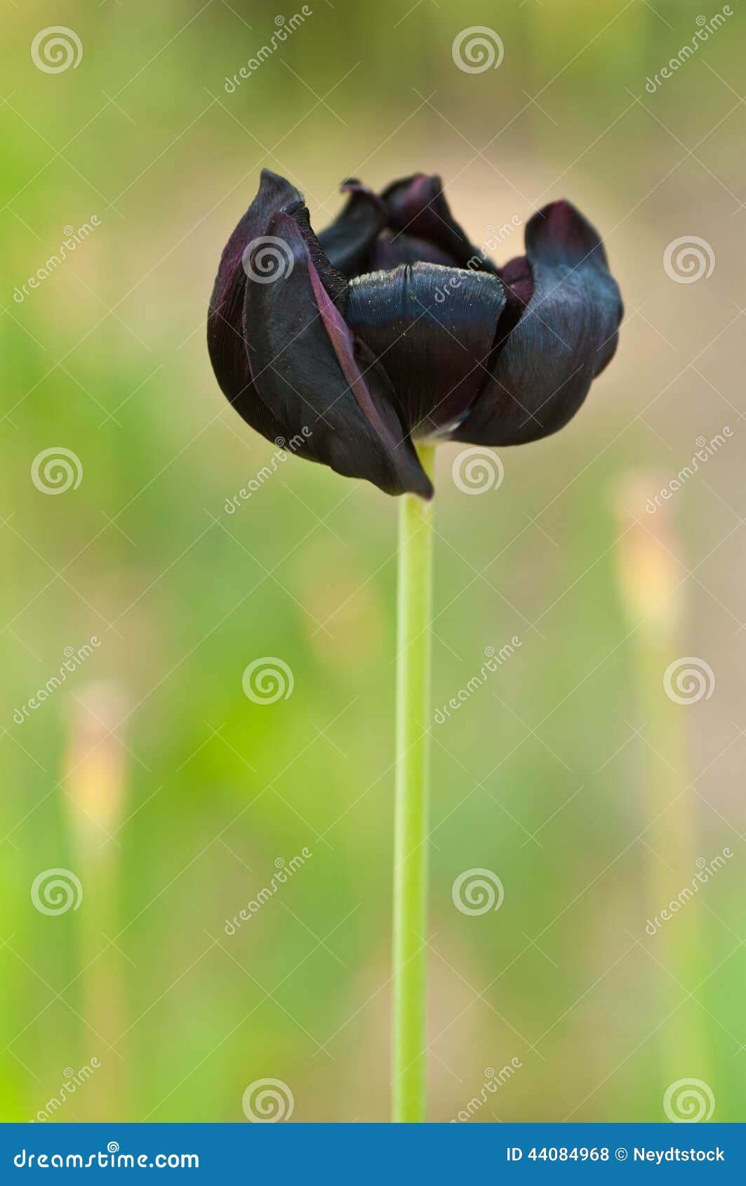 Проклятие черного тюльпана. Черный тюльпан. Черный тюльпан картинки. Темные полоски на листьях тюльпанов. Тюльпаны черные с розовой тенью.