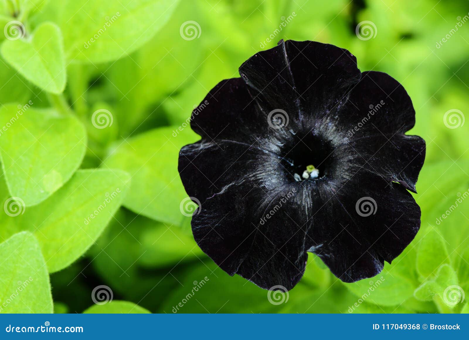 Черный цветок петуньи бархата в саде Стоковое Фото - изображениенасчитывающей природа, висеть: 117049368