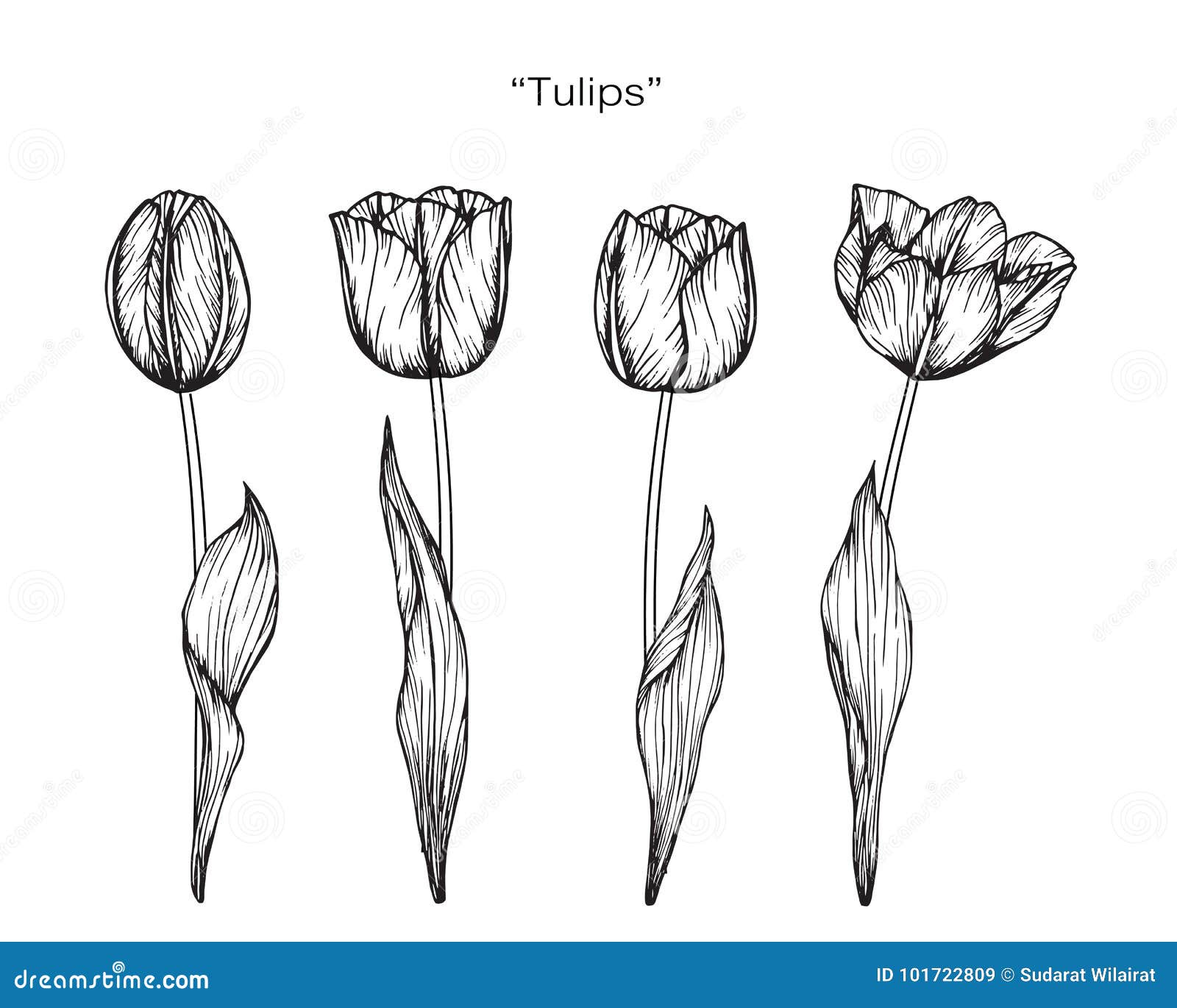 Рисунок тюльпана