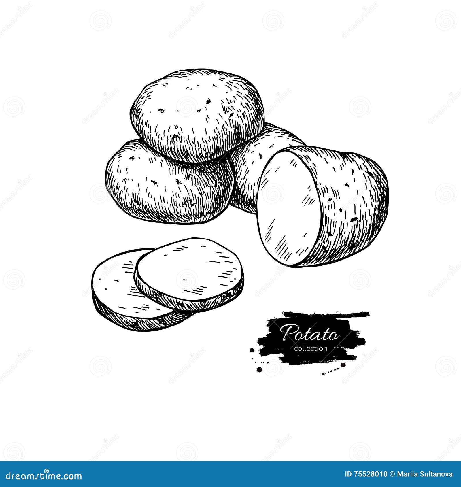 Картофель в разрезе рисунок