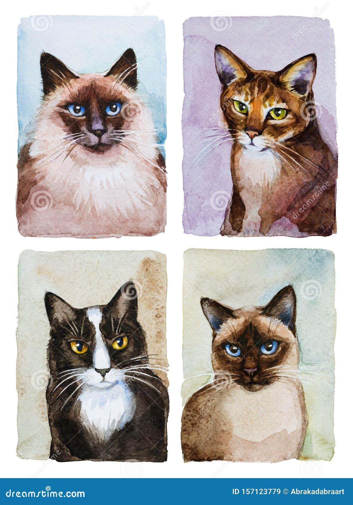 Четыре вида кошек изображают изолированные на белом, кошки - породы  Иллюстрация штока - иллюстрации насчитывающей тайско, сиамско: 157123779