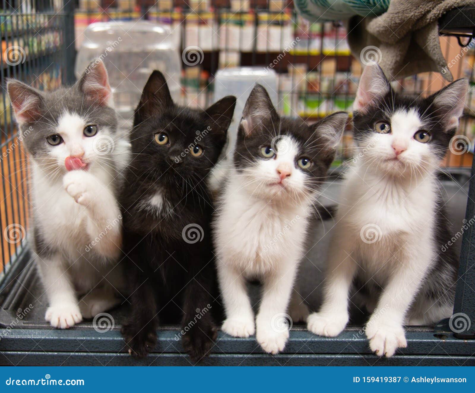 Четыре котята в магазине Cage Pet Store 