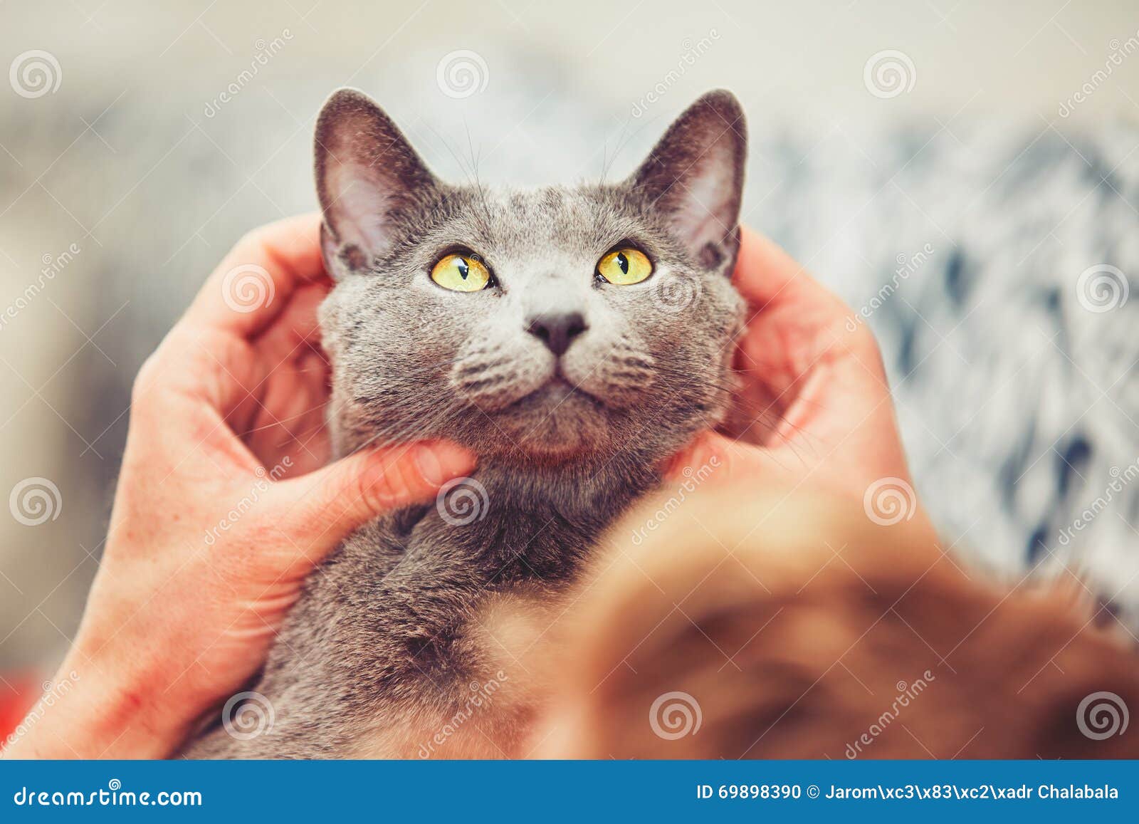 Человек С Котом Стоковое Фото. Изображение Насчитывающей Любить.