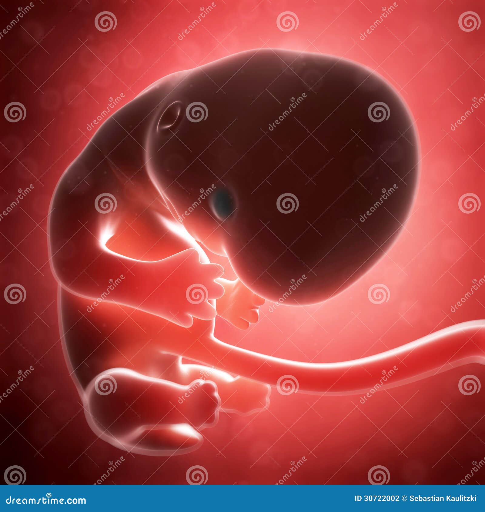6 неделя что происходит с малышом. Эмбрион на 8 неделе беременности. Плод на 6 акушерской неделе беременности. Эмбрион на 6 неделе беременности акушерской.