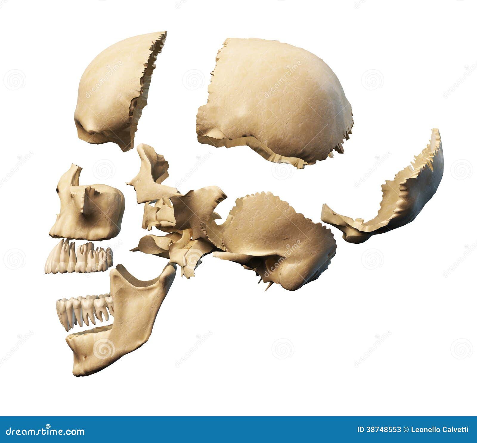 Кости черепа каждая кость. Отдельные кости черепа. Кости человеческого черепа. Кости черепа человека отдельно. Кости черепа анатомия по отдельности.