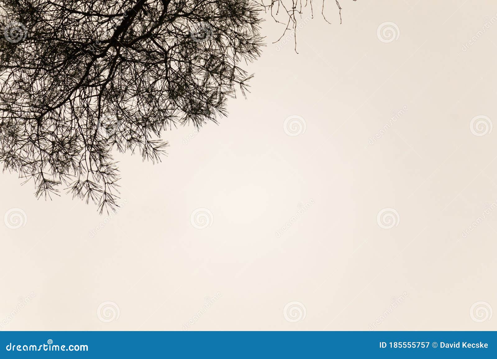 Чистая спокойный фон дерева силуэт Стоковое Изображение - изображение  насчитывающей совершенно, затишье: 185555757