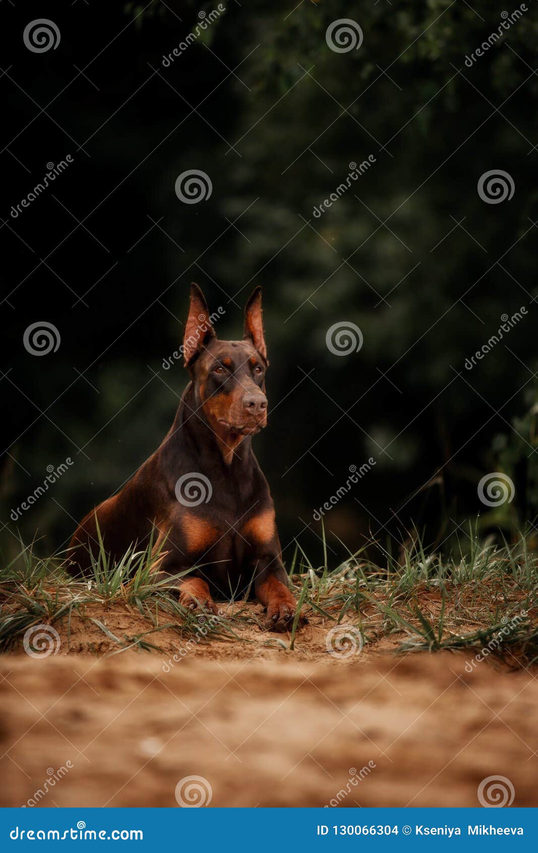Чистоплеменная собака Doberman лежит в лесе Стоковое Фото - изображение  насчитывающей разведенными, ворот: 130066304