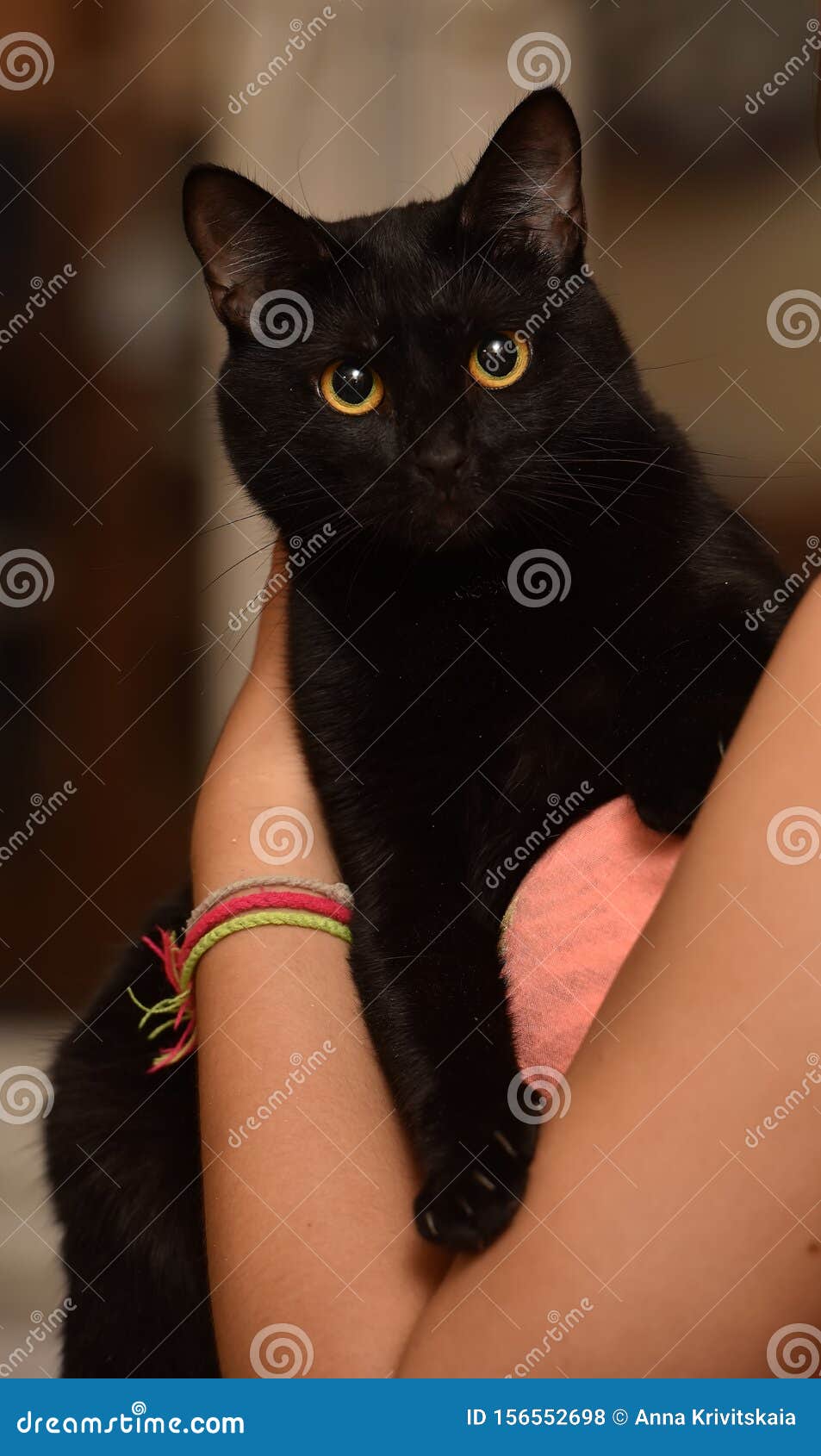 Кошка Черная Глазах Фото