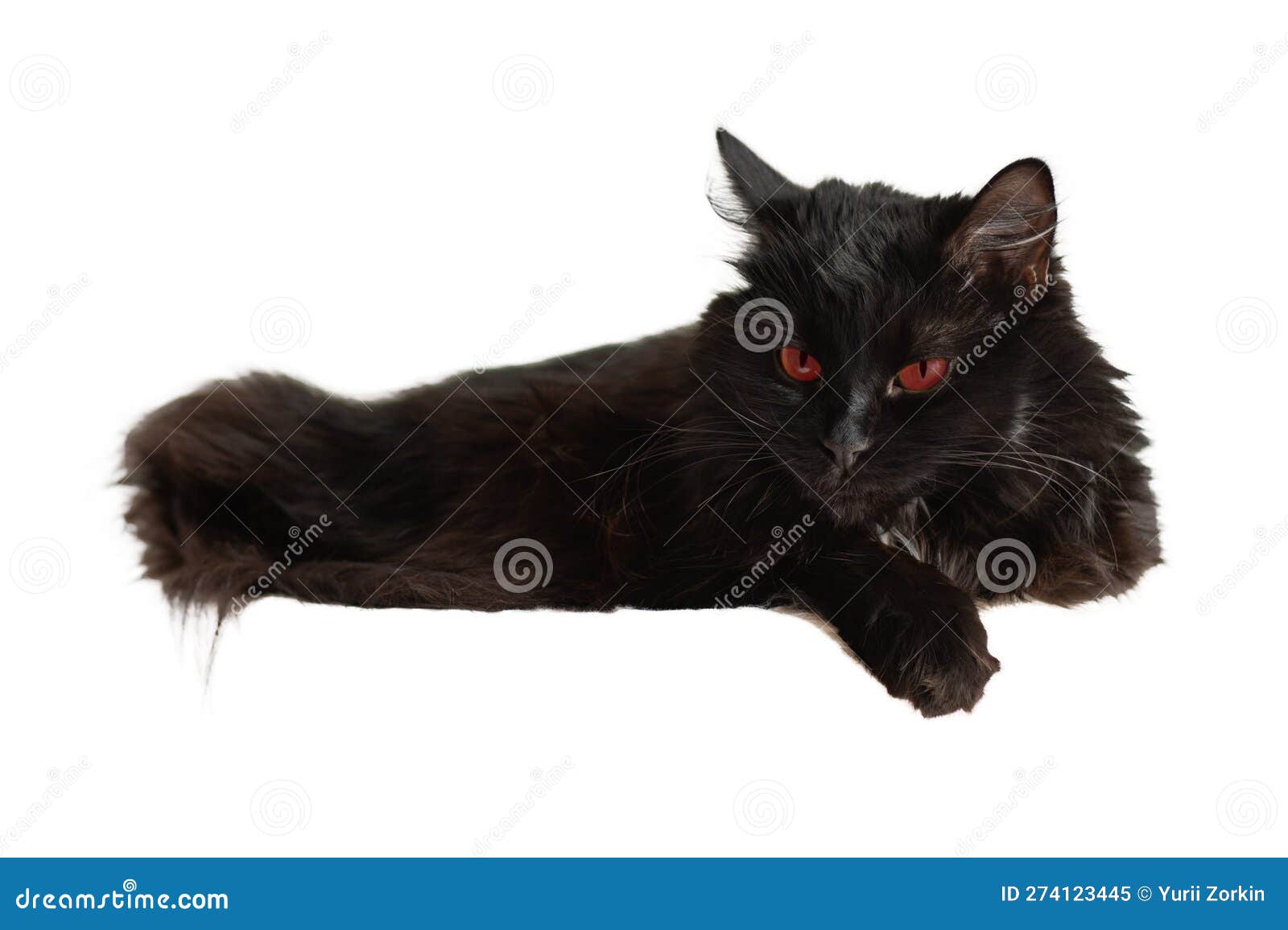 чёрная кошка с красными глазами. черный кот на белом фоне. изолированное  изображение на белом фоне. Стоковое Изображение - изображение насчитывающей  представлять, загадочно: 274123445
