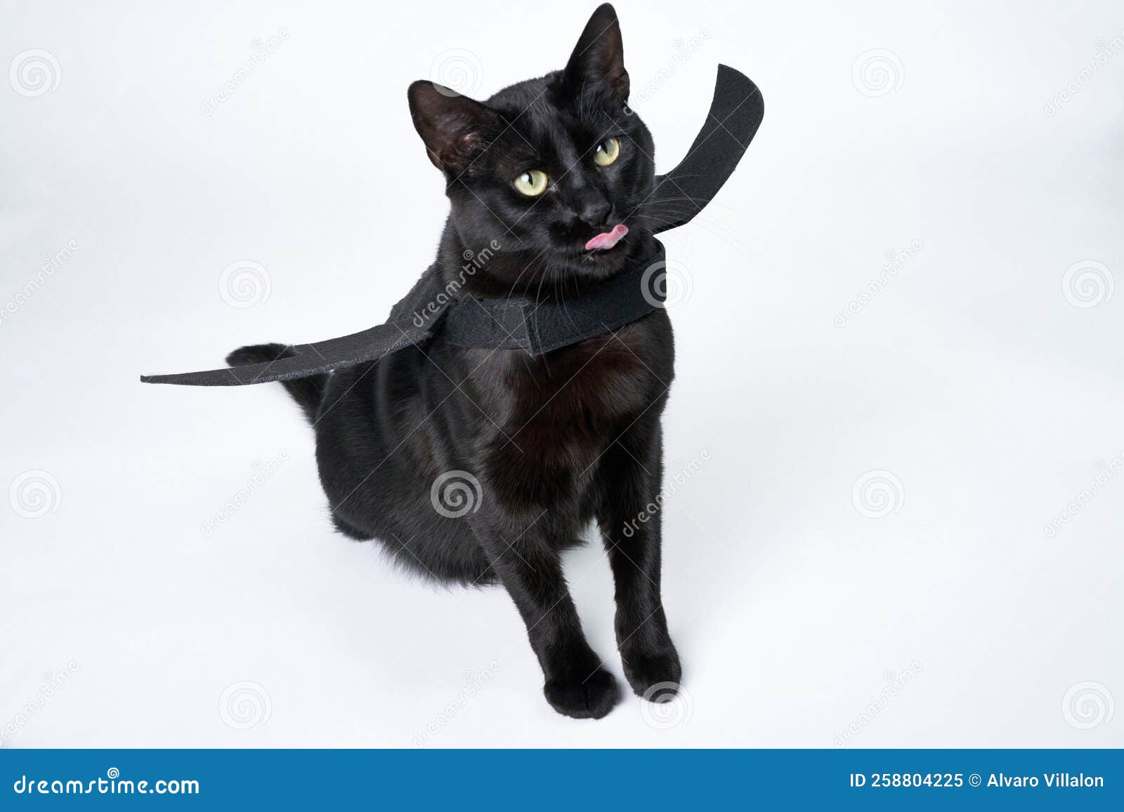 чёрный кот использует крылья летучих мышей на Хэллоуине Стоковое  Изображение - изображение насчитывающей зеленый, ангстрома: 258804225