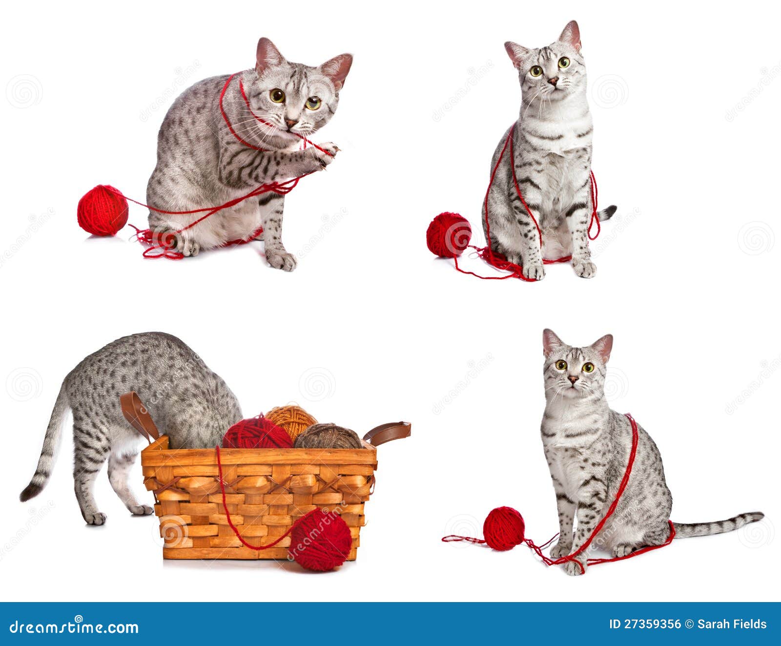 Шаловливые египетские коты Mau Стоковое Фото - изображение насчитывающей  красно, играть: 27359356