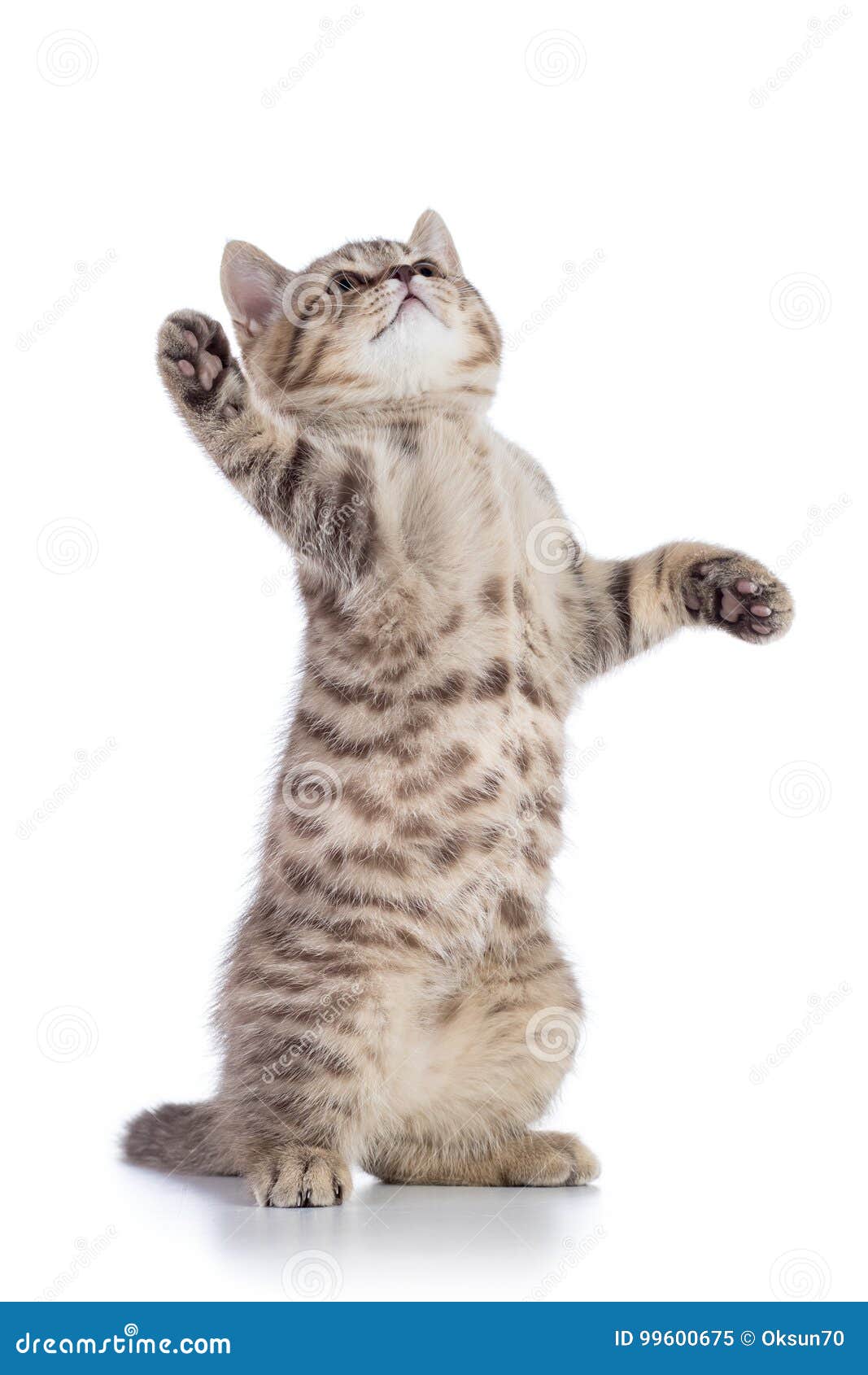 Кот тянется вверх