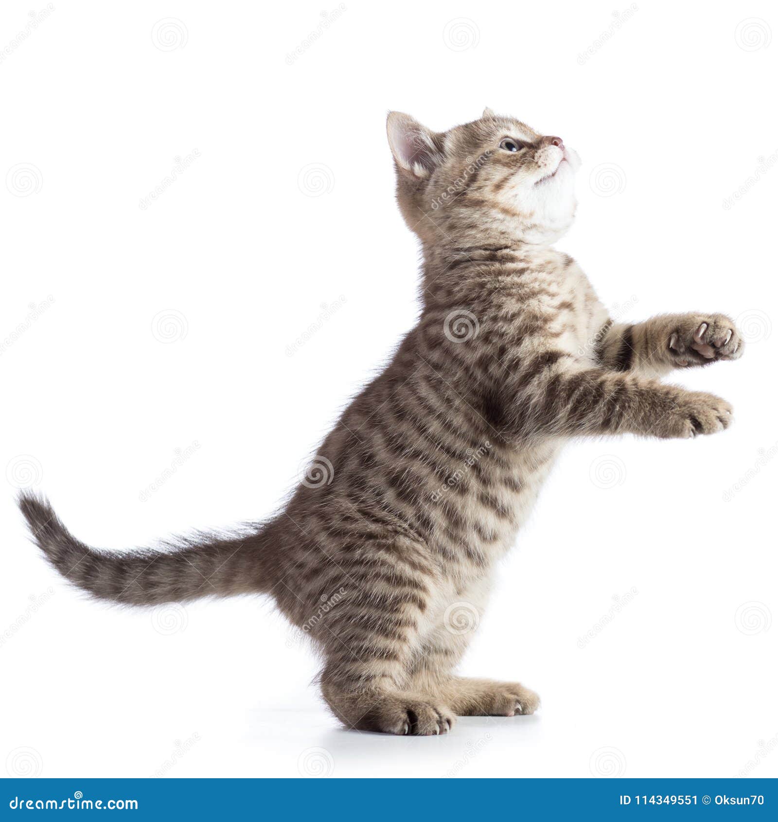 Стоячий кот