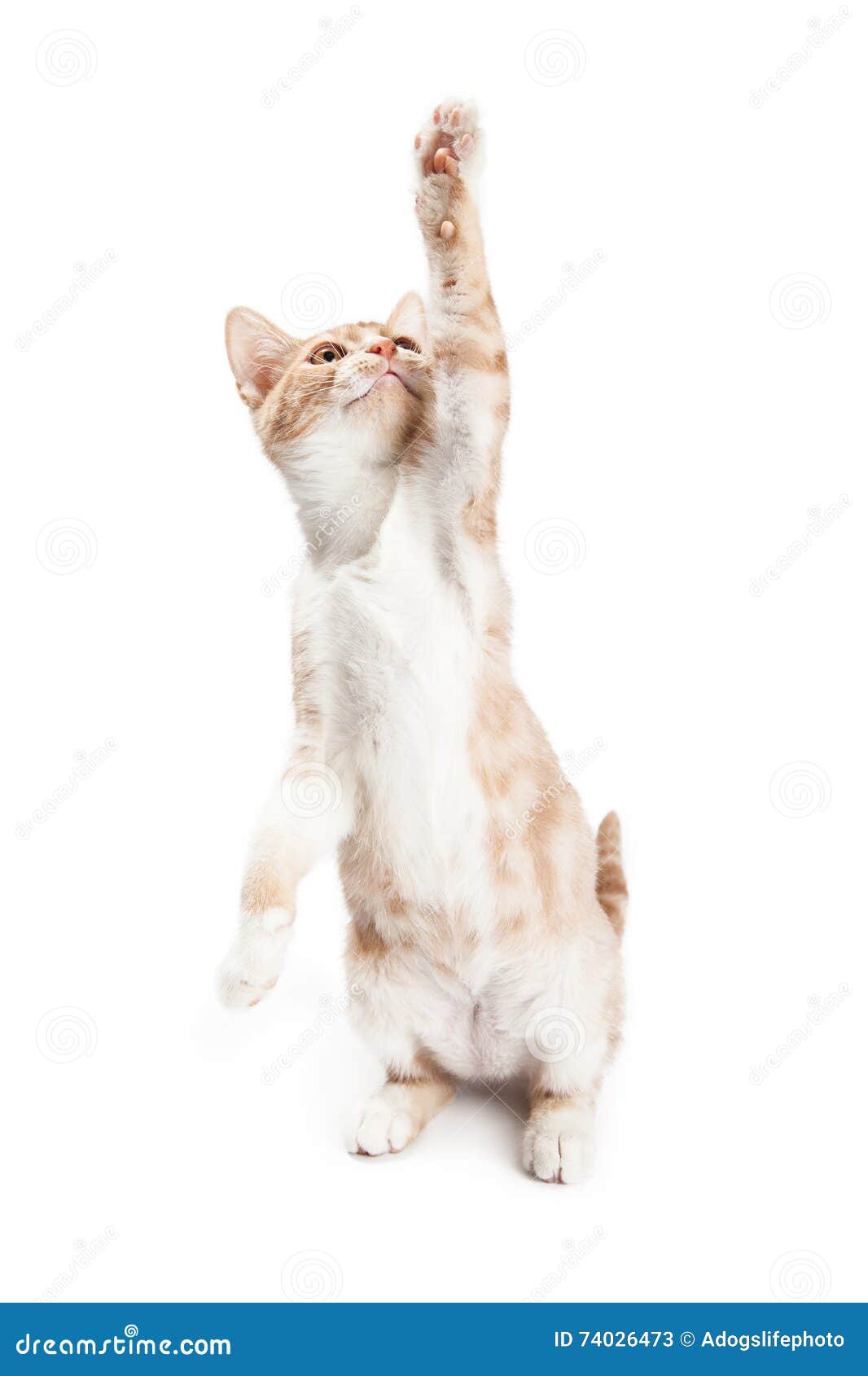 Кот тянется вверх