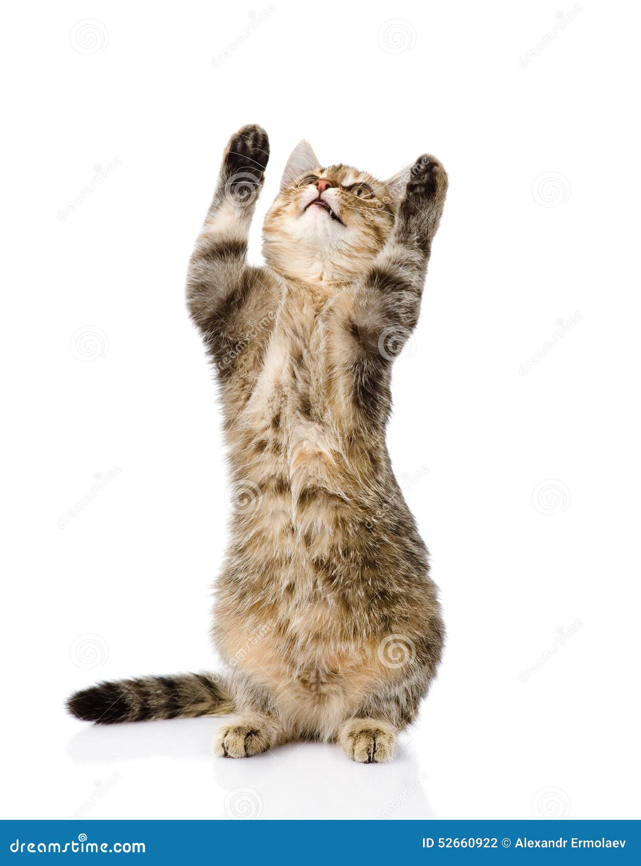 Котик тянется лапкой