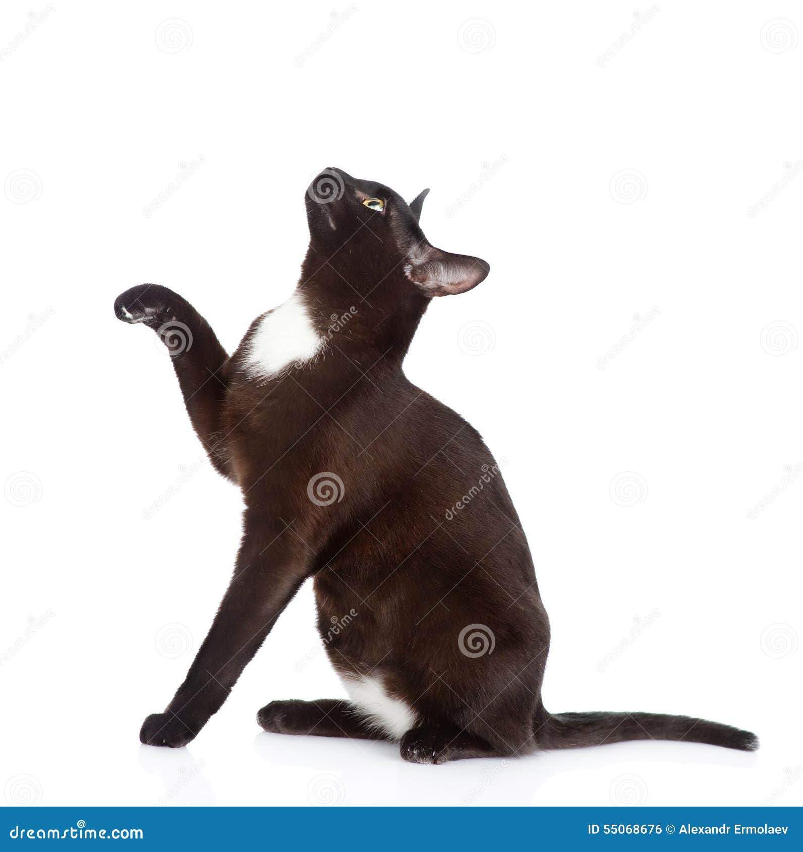 Кот вид с боку