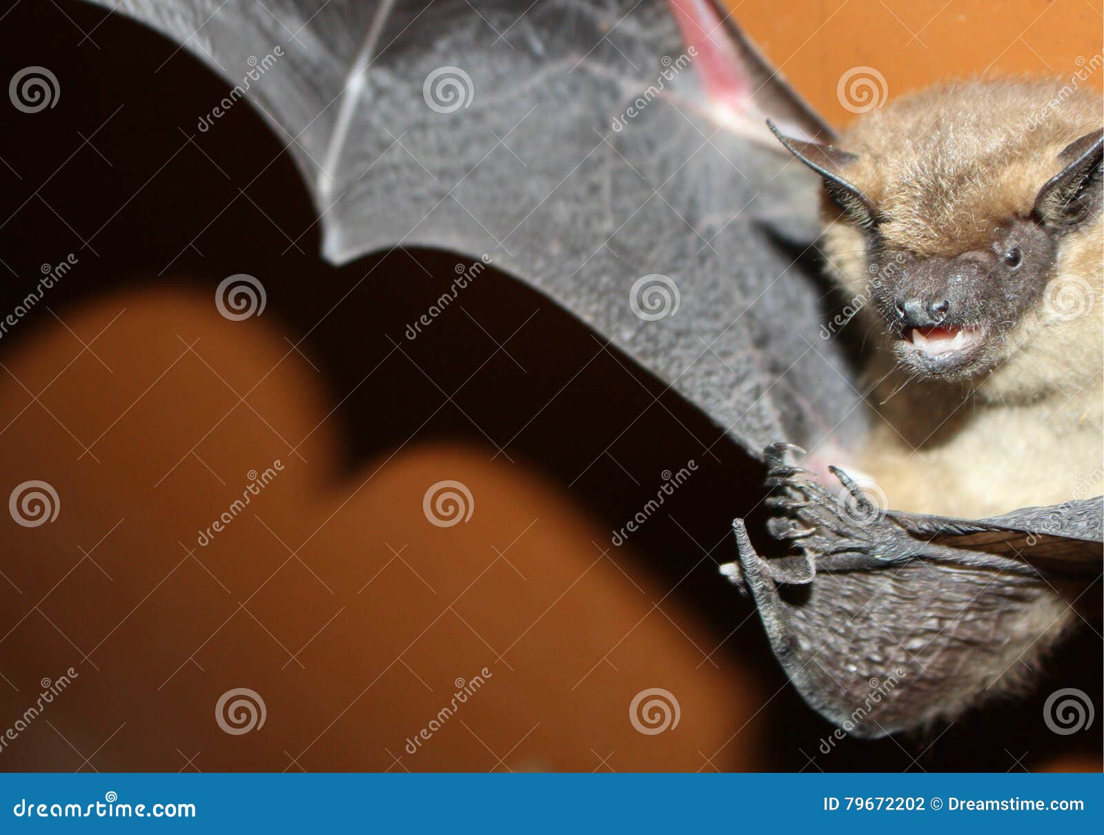 Ловля летучей мыши на улице. Картинка найти бабочку утку и летучую мышь. Японские тесты на внимательность. Летучая мышь и утка на картинке. Бабочку утку и летучую мышь.