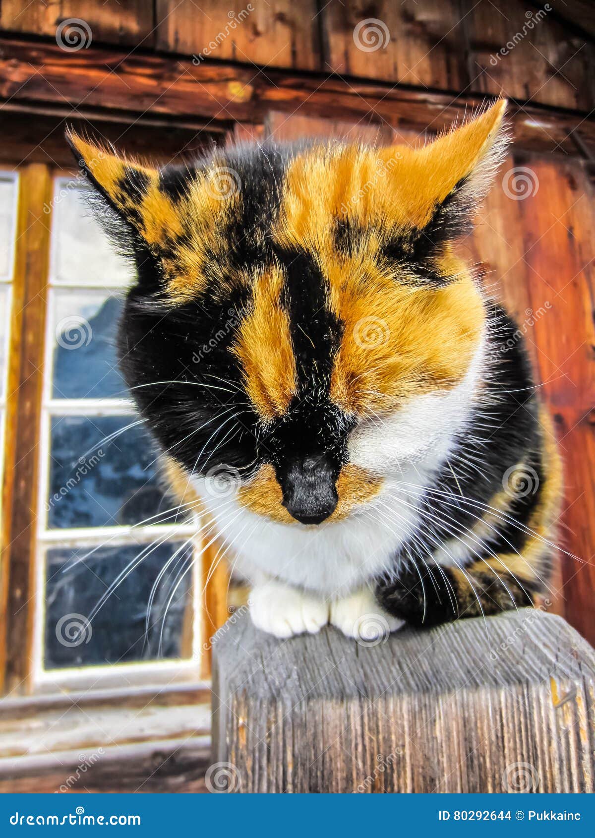 Швейцарский кот ждать любимчика Стоковое Фото - изображение насчитывающей  ангстрома, разведенными: 80292644