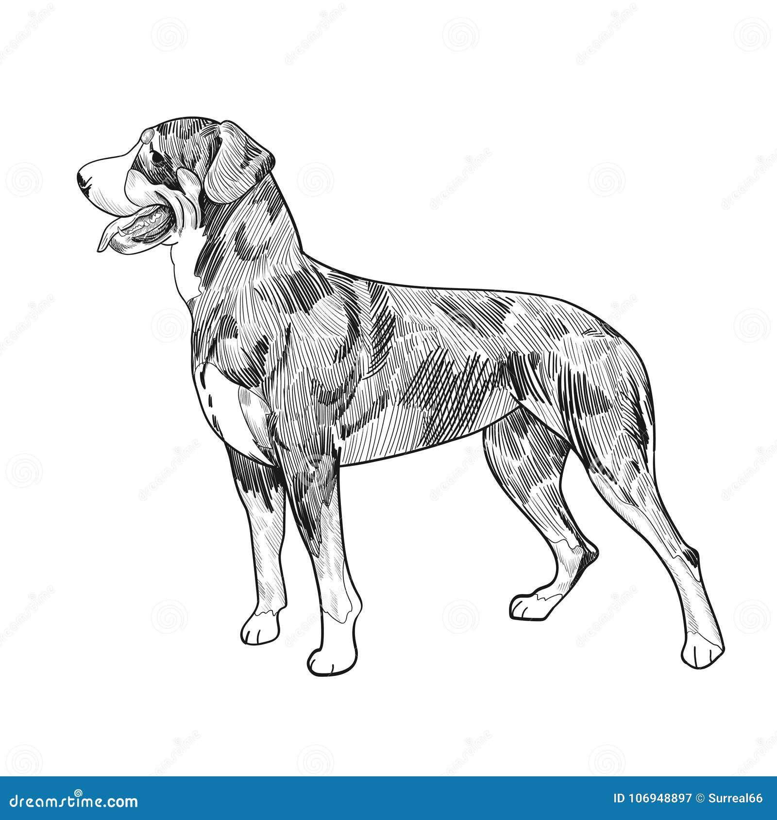 Швейцарской эскиз собаки горы нарисованный рукой изолированный на белом  Backgroun Иллюстрация вектора - иллюстрации насчитывающей состязание, план:  106948897