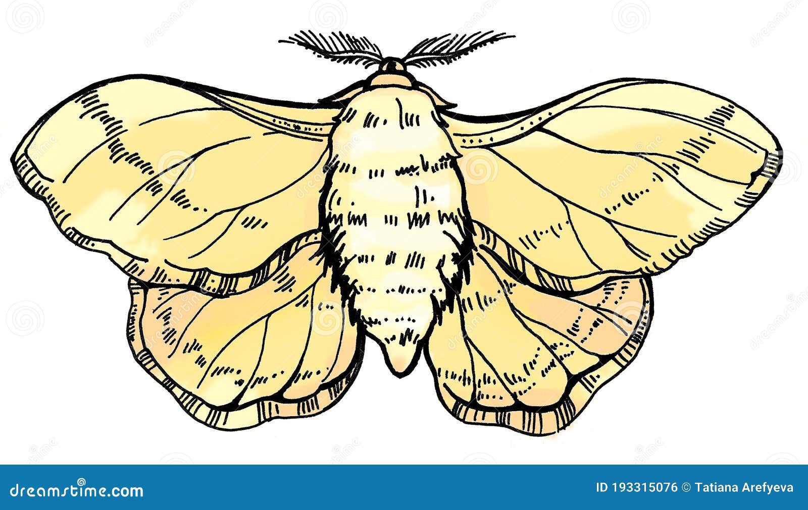 Тутовый шелкопряд рисунок. Тутовый шелкопряд бабочка. Тутовый шелкопряд вектор. Тутовый шелкопряд контур. Раскраска бабочка тутовый шелкопряд.