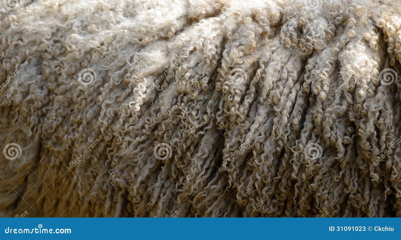 Цвет шерсти овец. Шерсть овцы. Овца и волокна шерсти. Тонкая шерсть овец. Овечья шерсть ткань.