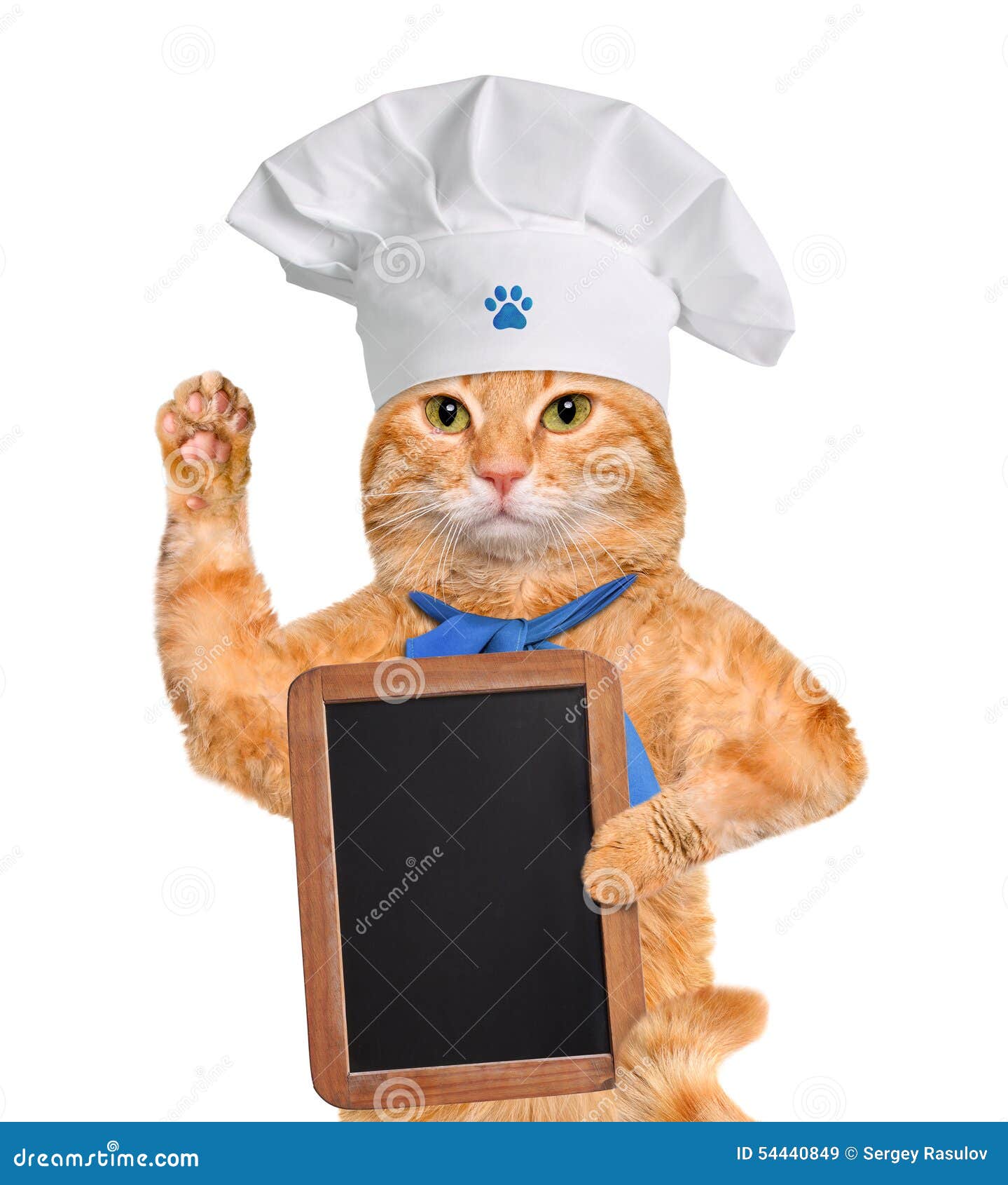 Кот повар картинки