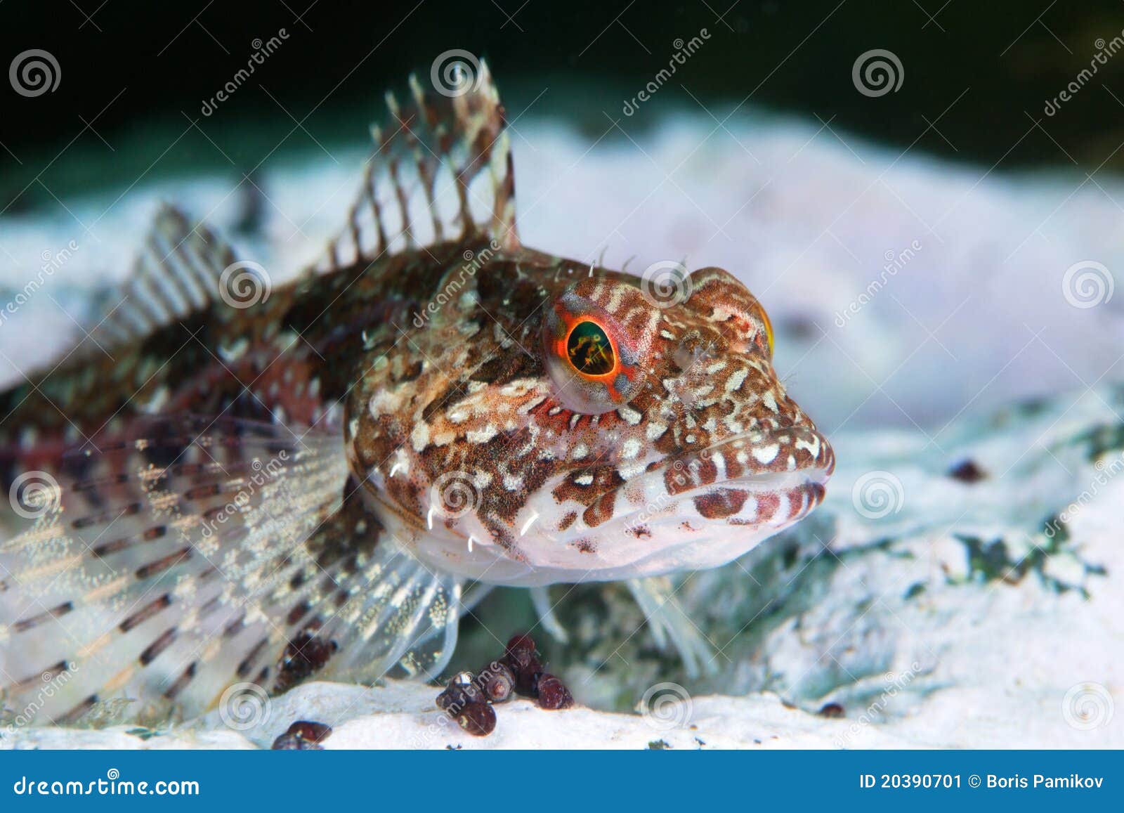 Рыбы японского моря