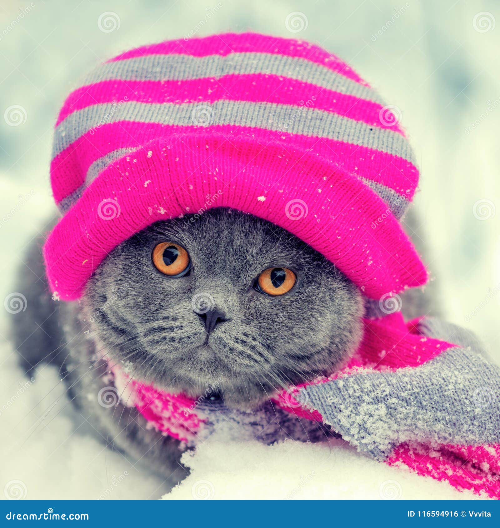 Кот в шапке