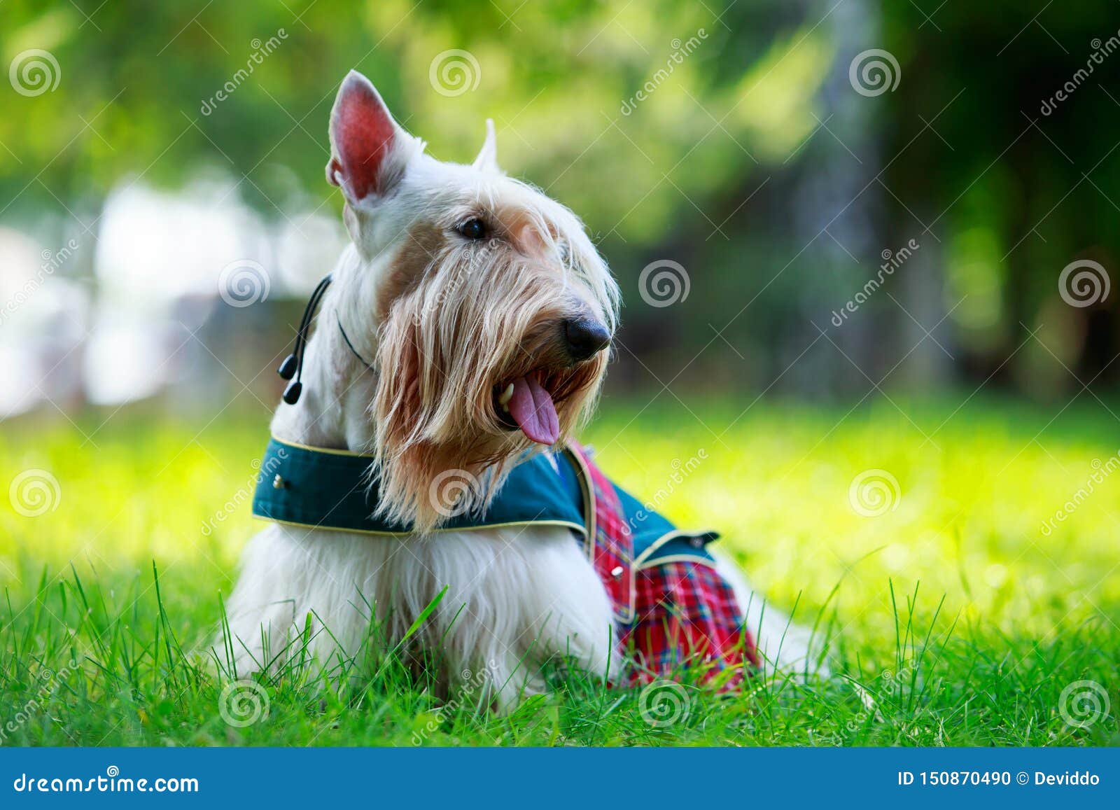 Шотландская собака породы терьера Стоковое Фото - изображение насчитывающей  визирование, усмешка: 150870490